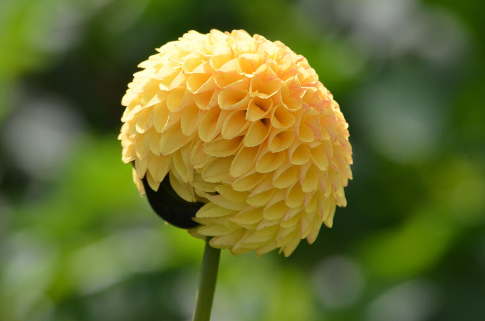 Nikon D7000 sample photo. Flower, yellow, design photography
