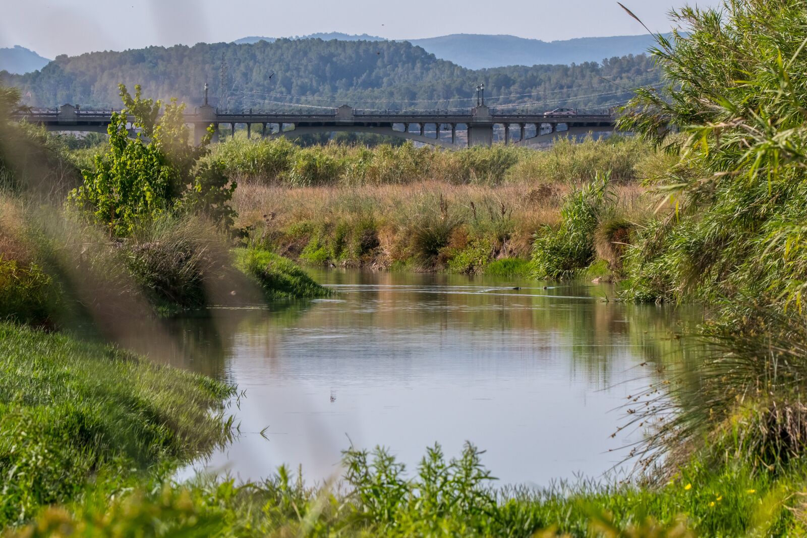 Tamron SP 150-600mm F5-6.3 Di VC USD sample photo. River, vegetation, nature photography