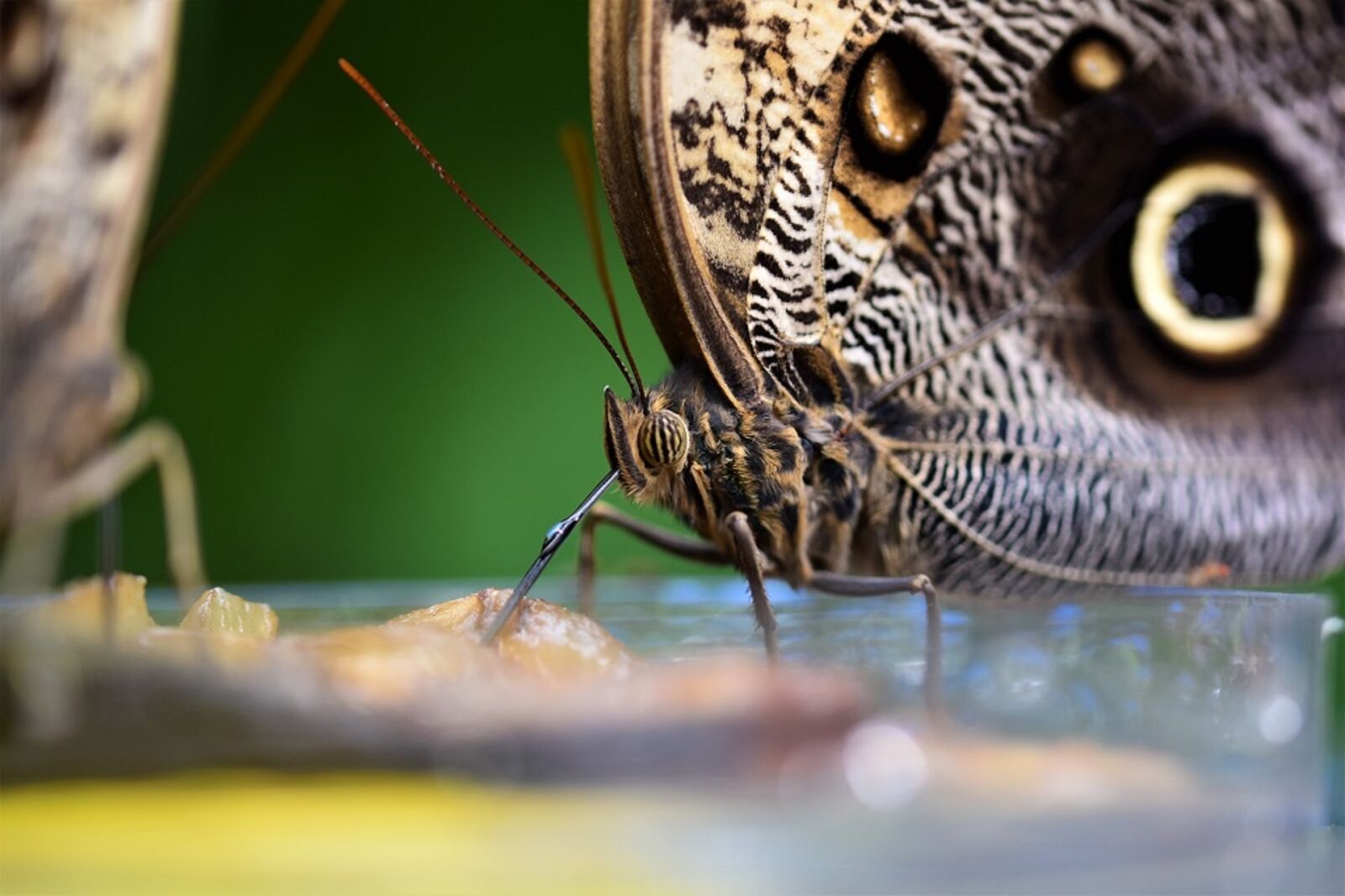 Nikon D5500 sample photo. Picnic, butterfly, nature photography