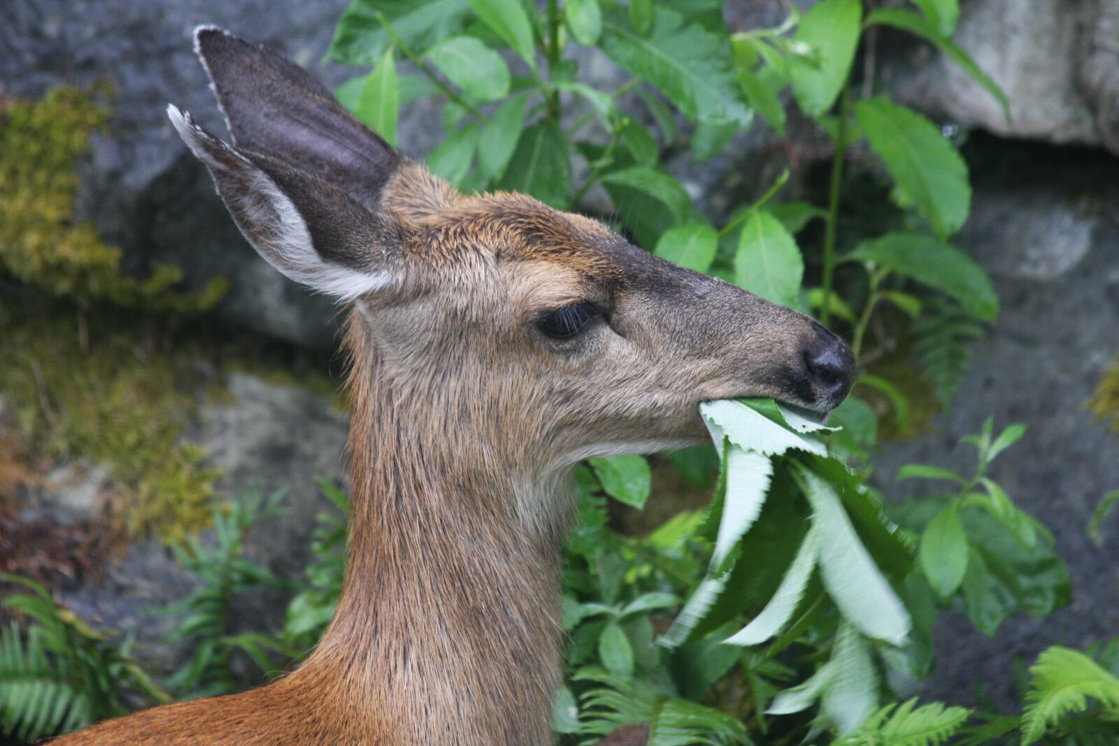 Canon EOS 40D sample photo. Deer, munching, leaves photography