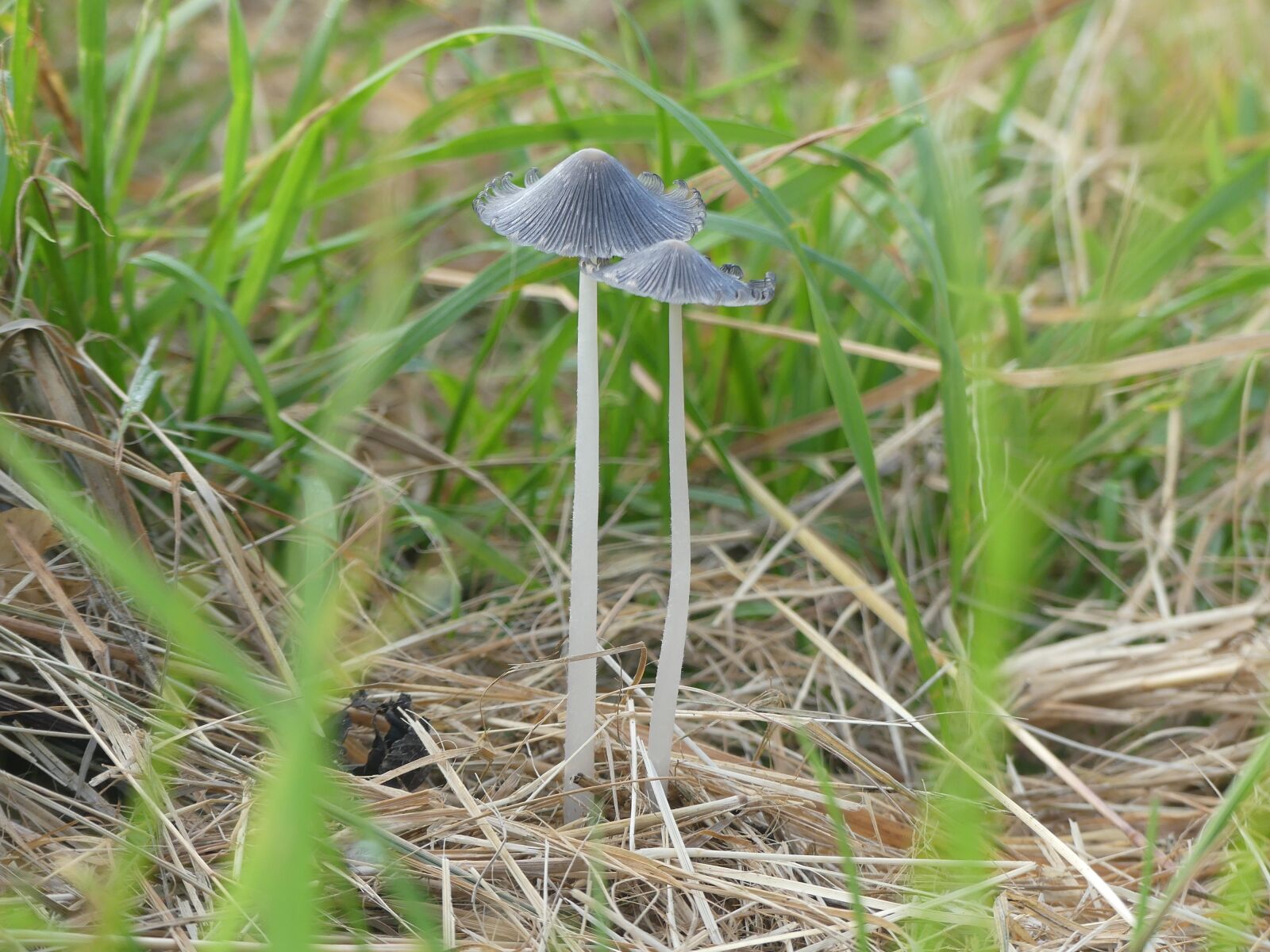 Panasonic Lumix DMC-FZ300 sample photo. Mushrooms, meadow, nature photography
