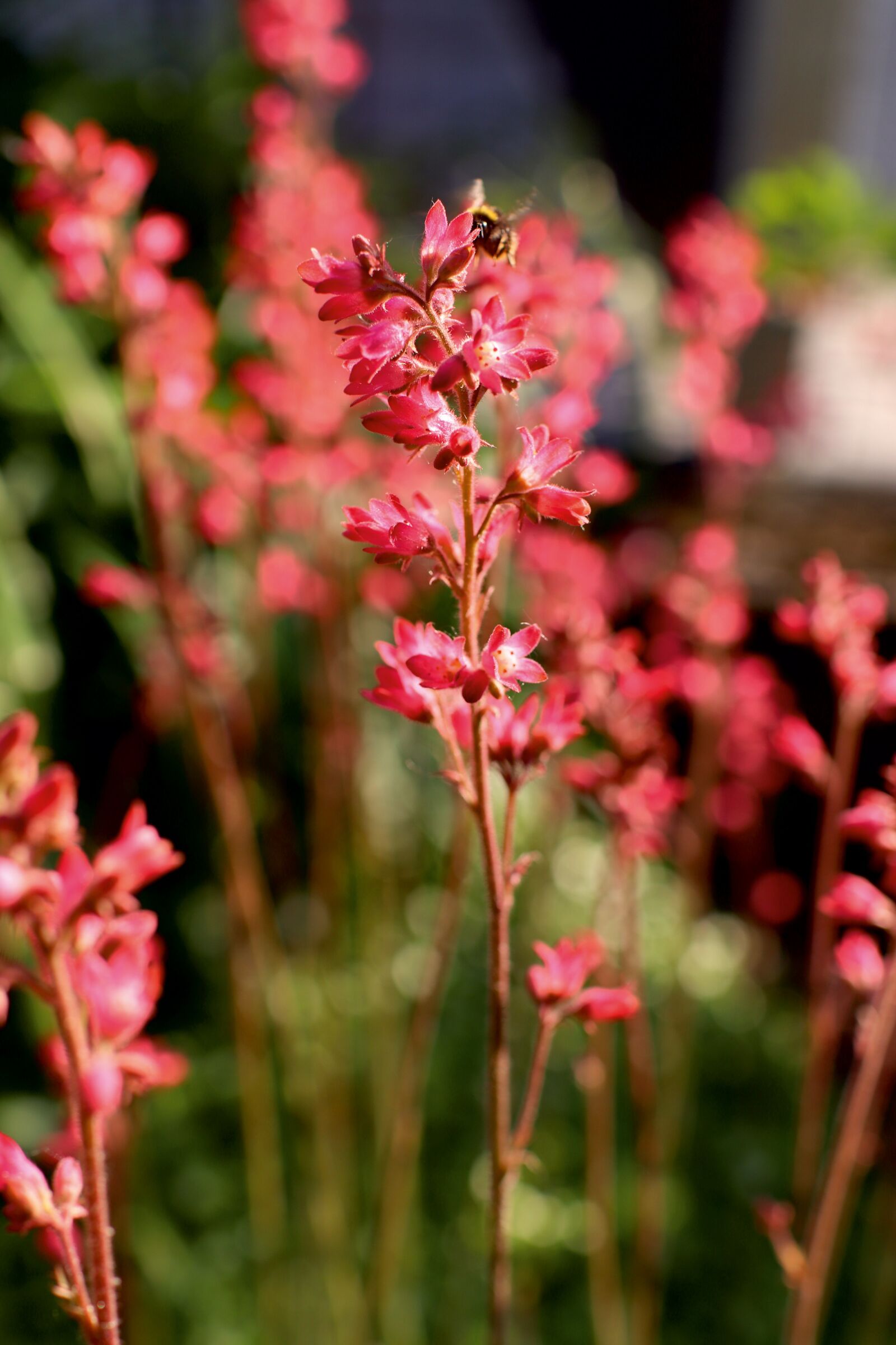 Canon EOS 77D (EOS 9000D / EOS 770D) sample photo. Dlužicha, heuchera, detail photography