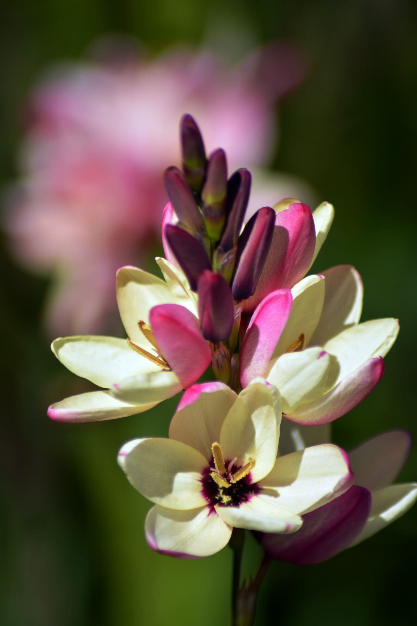 Nikon D5200 sample photo. Ixia, cream, magenta photography