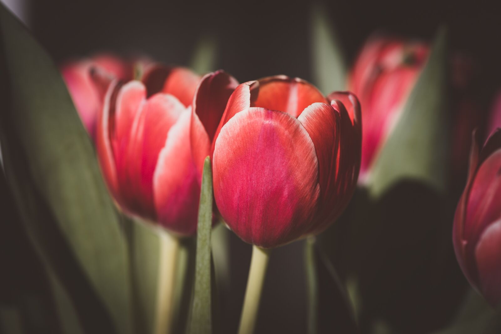 Nikon D750 sample photo. Tulips, flowers, pink photography