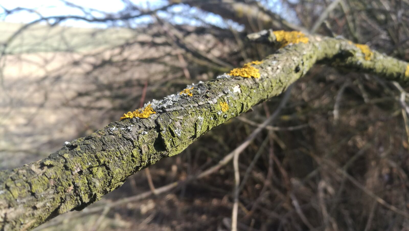 HUAWEI P9 sample photo. Tree branch, moss, nature photography