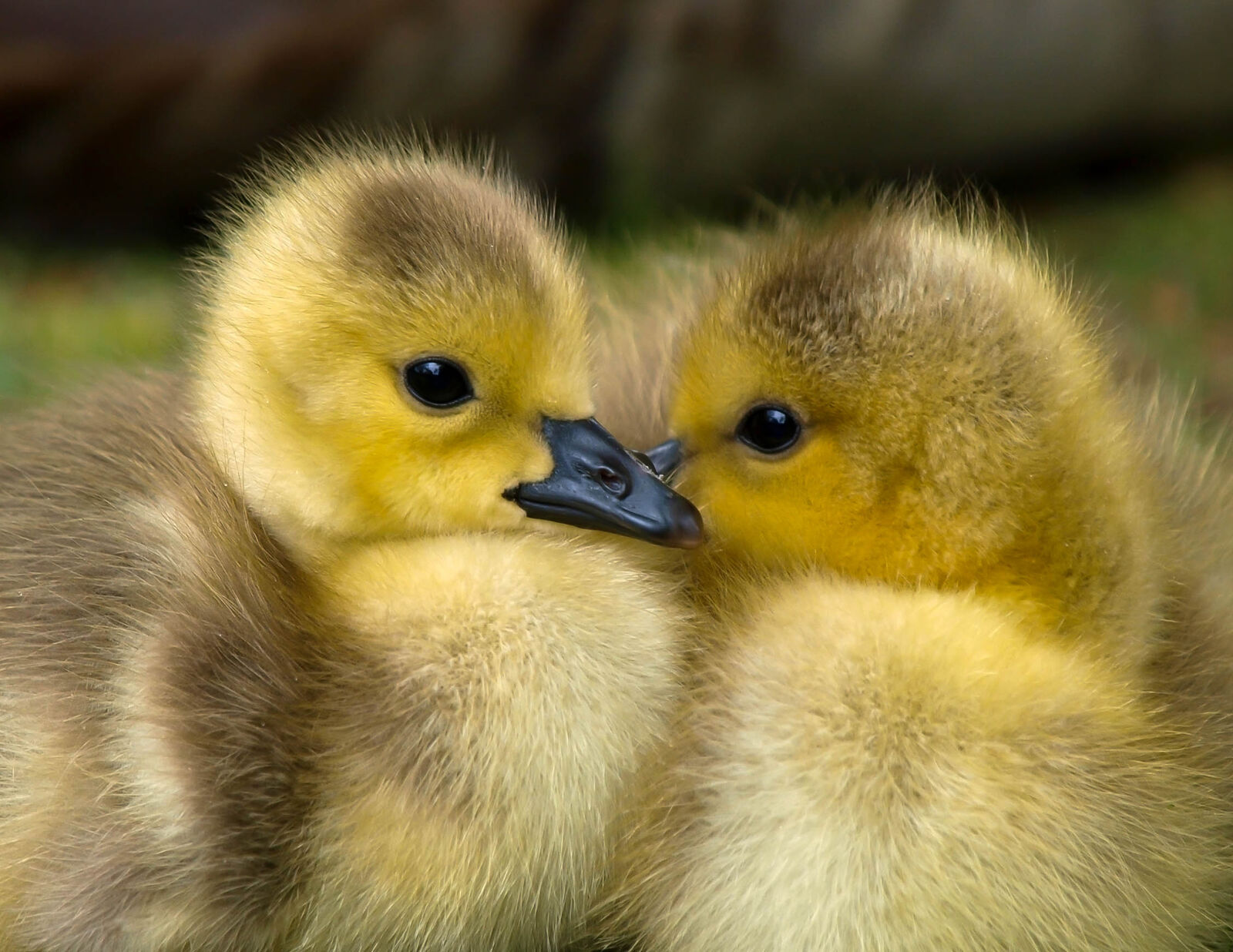 Olympus E-3 sample photo. Animal, baby, beak, bird photography