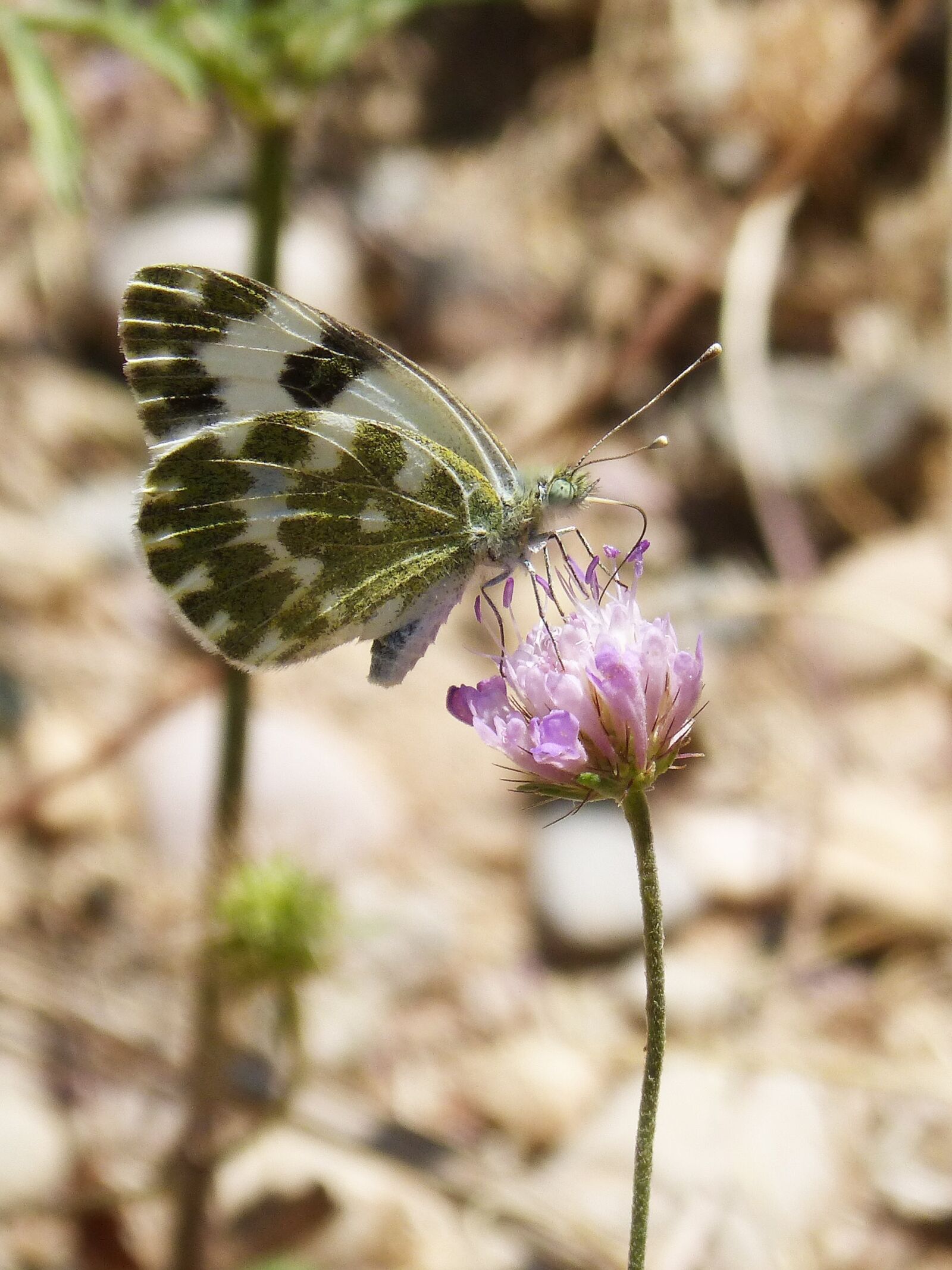 Panasonic DMC-FZ62 sample photo. Butterfly, pontia daplidice, pontia photography