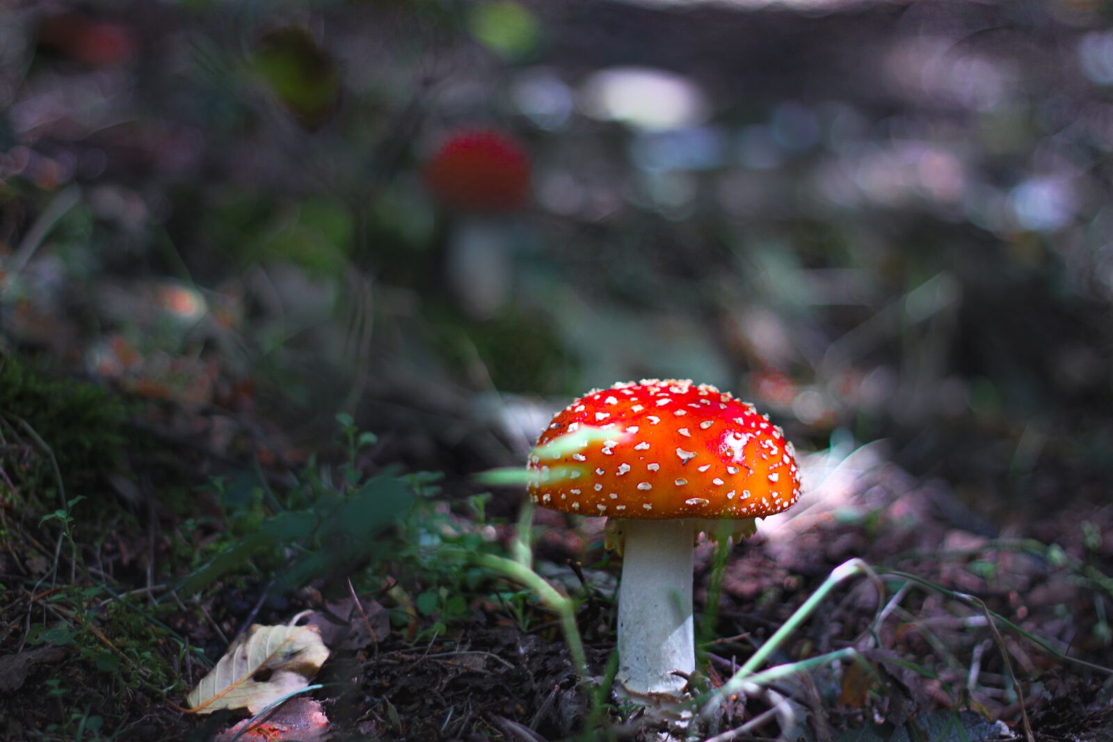 Canon EOS 500D (EOS Rebel T1i / EOS Kiss X3) sample photo. Fly agaric, forest, point photography