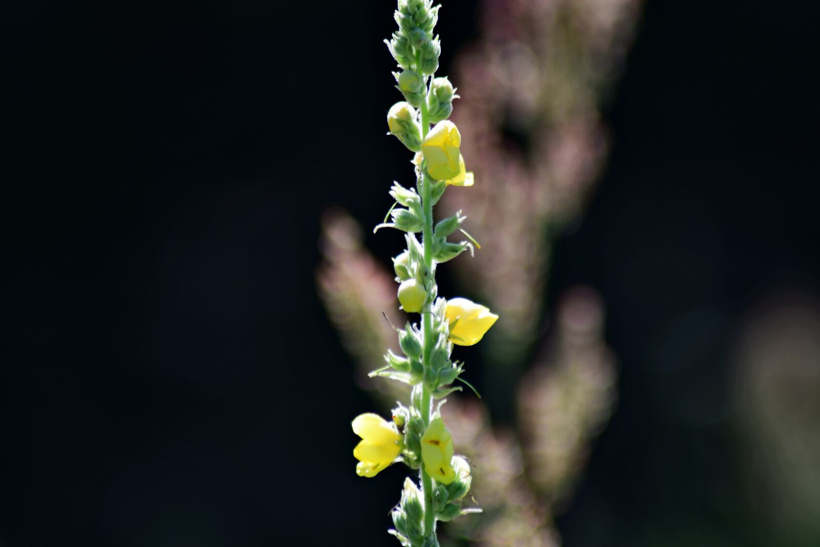 Nikon D7500 sample photo. Plant, flower, meadow photography