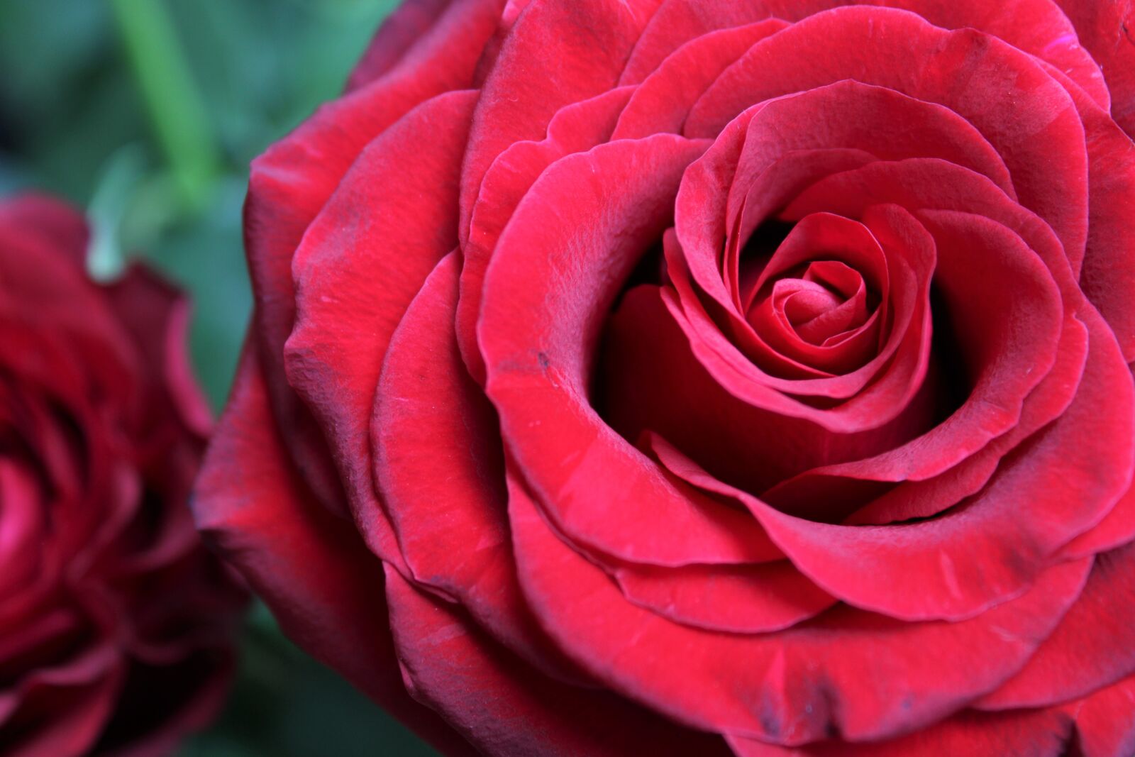 Canon EOS 2000D (EOS Rebel T7 / EOS Kiss X90 / EOS 1500D) sample photo. Red rose, bloem, feeling photography
