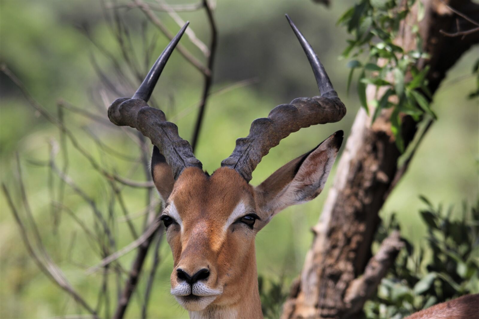Canon EOS 60D sample photo. African, impala, ram photography