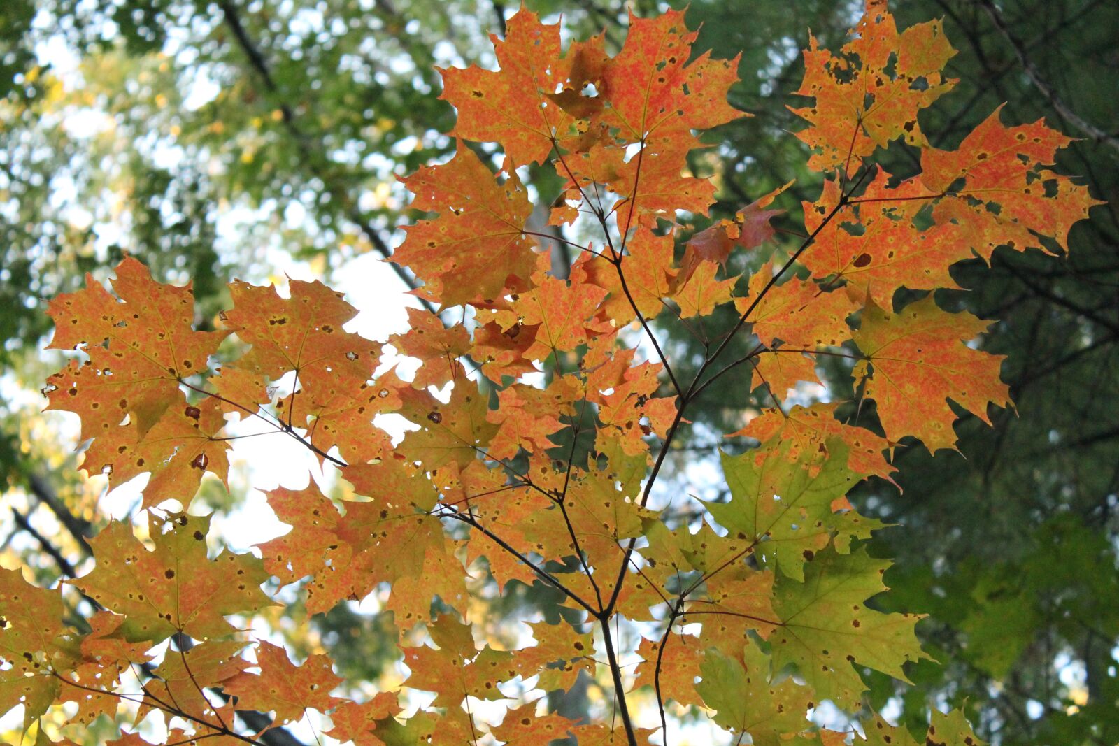 Canon EOS 1100D (EOS Rebel T3 / EOS Kiss X50) sample photo. Orange, autumn, halloween photography