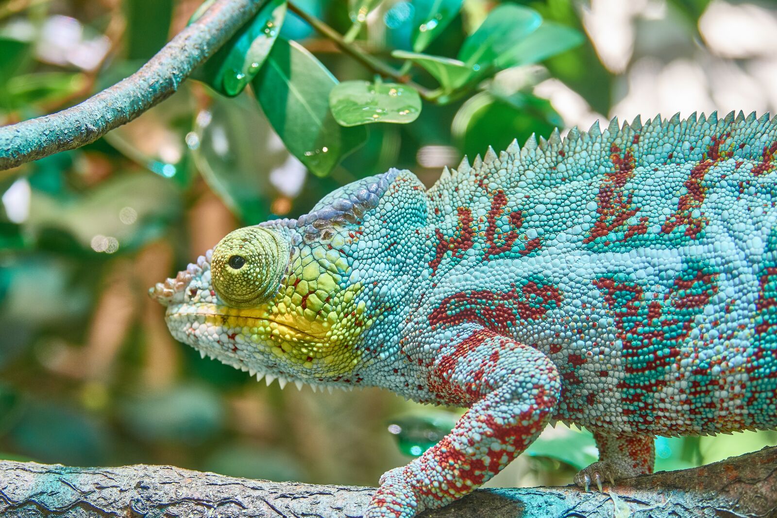 Sony Cyber-shot DSC-RX10 III sample photo. Chameleon, camouflage, exotic photography