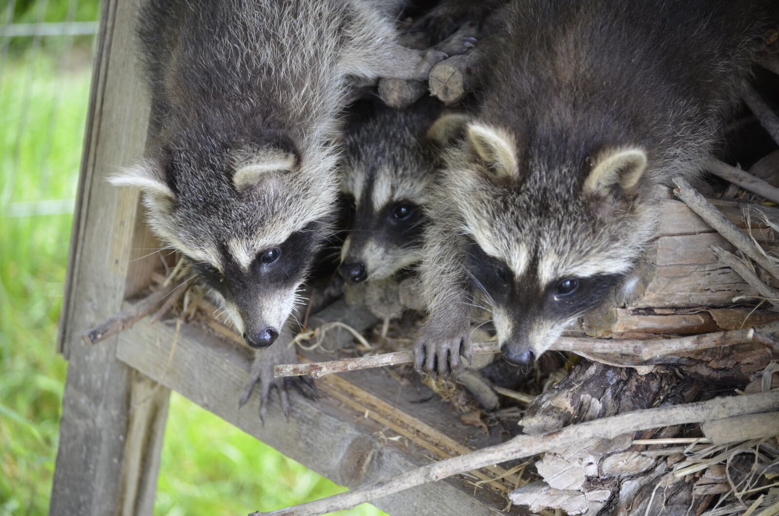 Nikon D5100 sample photo. Raccoon, face, sweet photography
