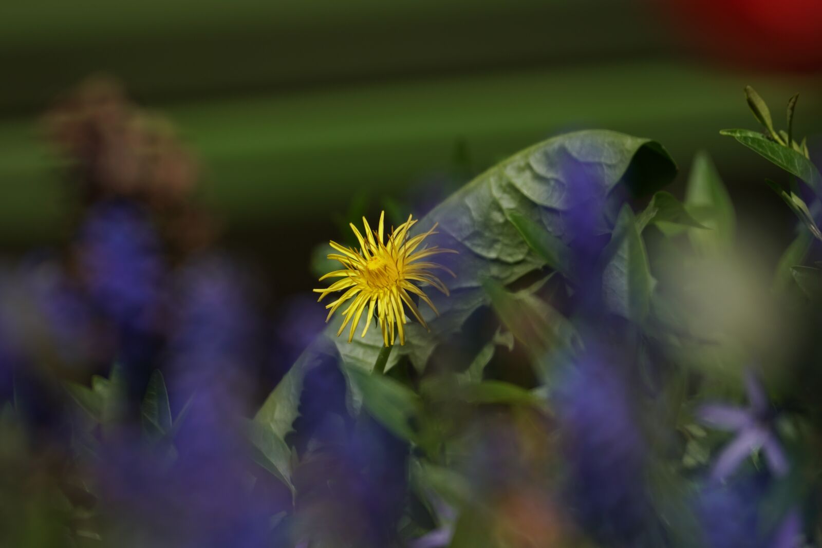 150-600mm F5-6.3 DG OS HSM | Contemporary 015 sample photo. Spring, blossom, bloom photography