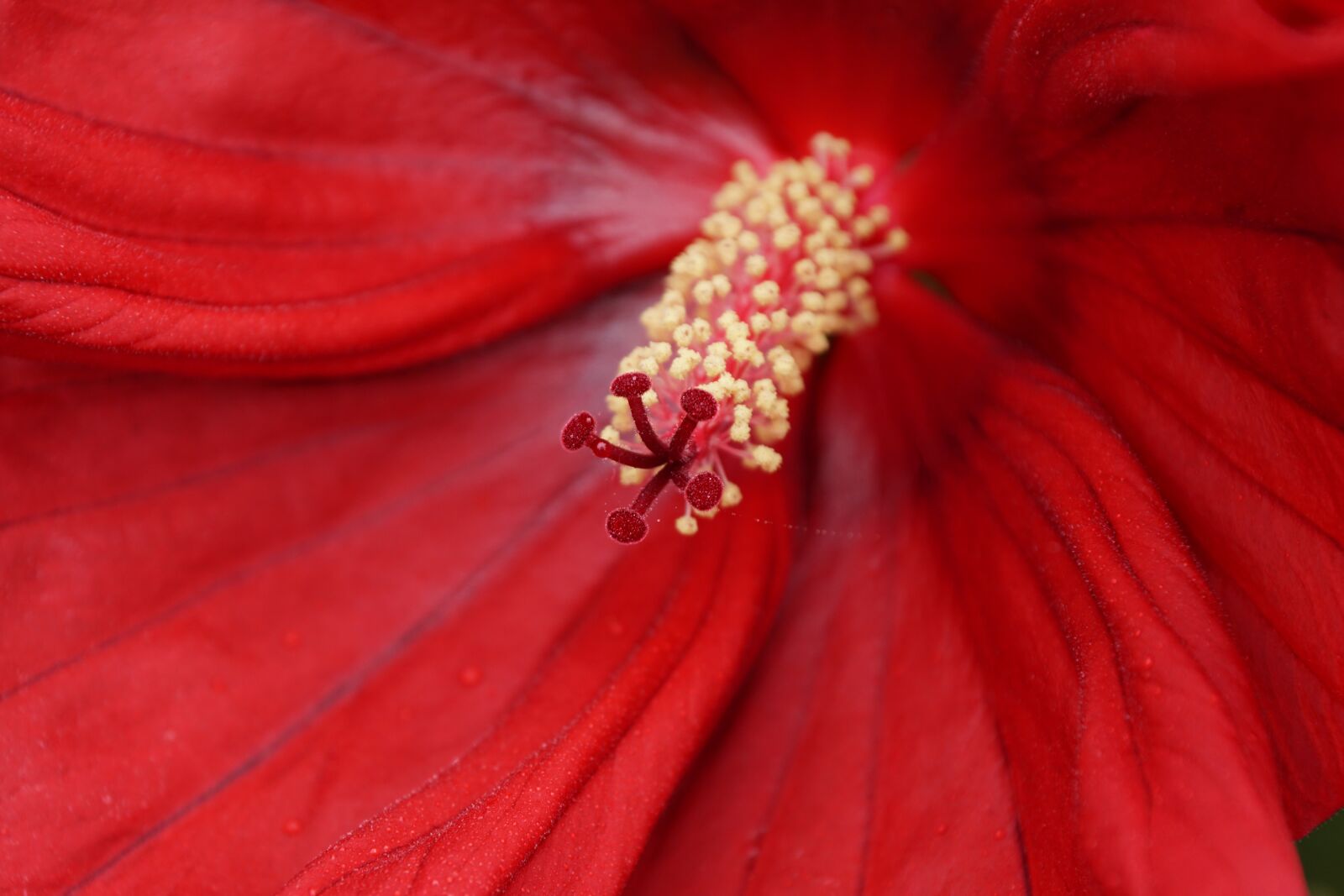 Sony ILCA-77M2 + Sony DT 18-135mm F3.5-5.6 SAM sample photo. Hibiscus, red, large flower photography