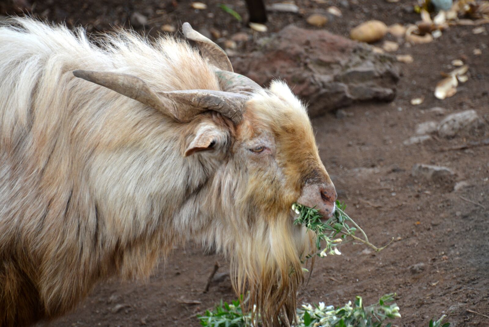 Nikon D5100 sample photo. Goat, bock, billy goat photography
