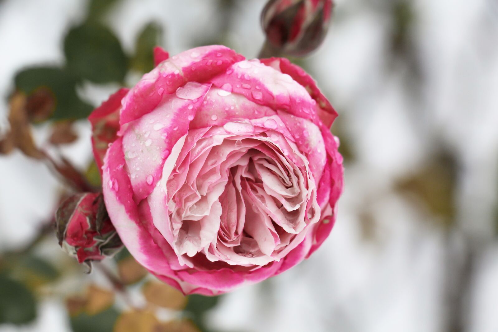 Canon EOS 700D (EOS Rebel T5i / EOS Kiss X7i) sample photo. Rose, dew, rose bloom photography