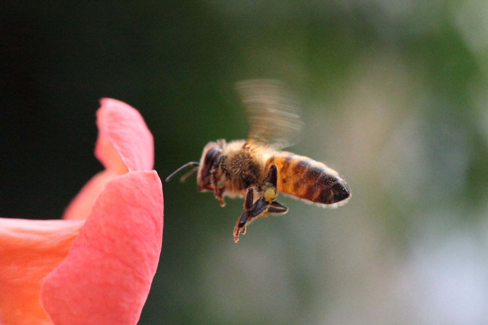 Canon EOS 5D Mark II sample photo. Bee, insect, flower photography