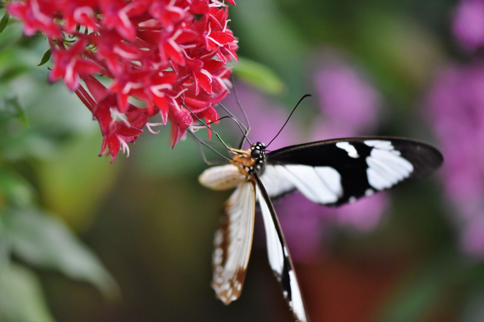 Nikon D7200 sample photo. Butterfly, tropical butterfly, exotic photography