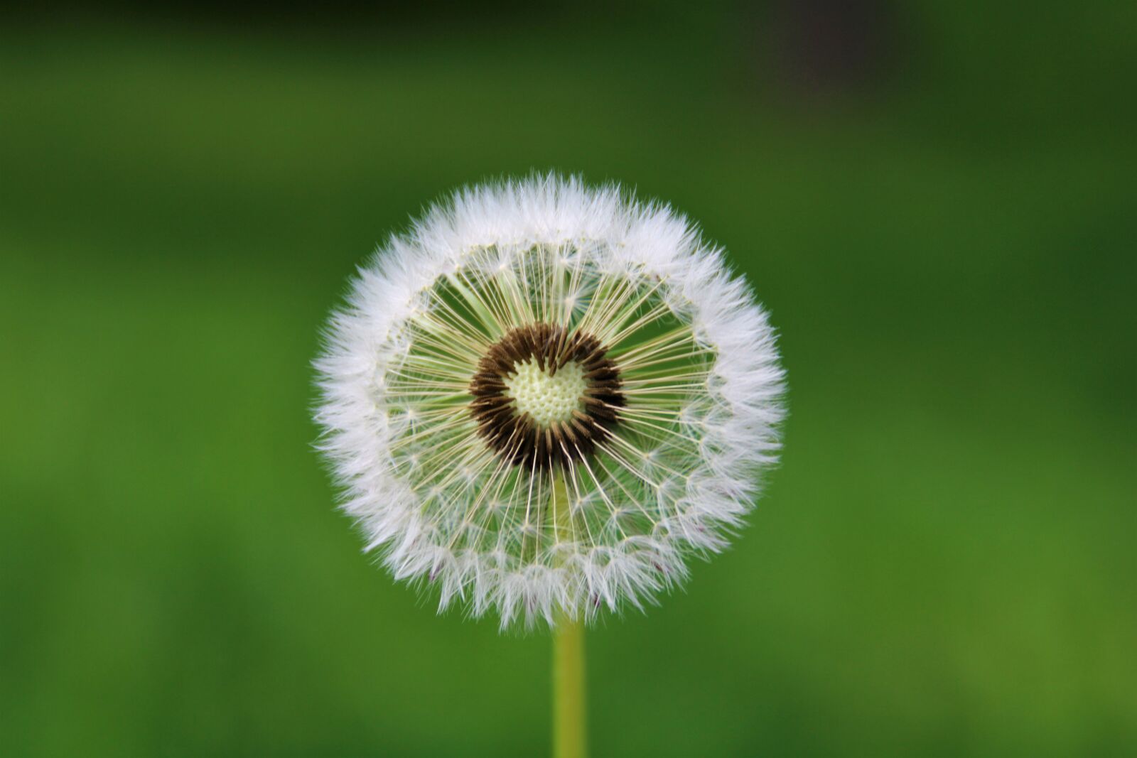Canon EOS 2000D (EOS Rebel T7 / EOS Kiss X90 / EOS 1500D) sample photo. Dandelion, heart, desire photography