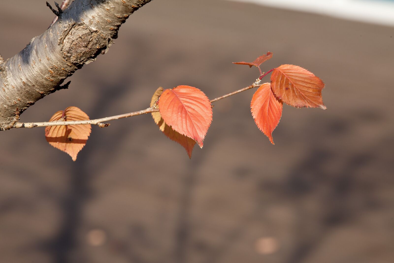 Canon EOS 5D sample photo. Nature, leaf, wood photography