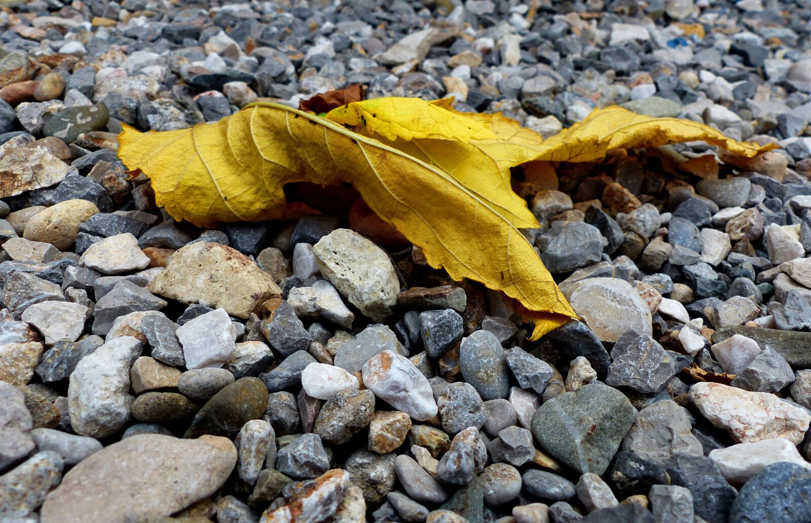 Panasonic Lumix DMC-FZ200 sample photo. Leaf, dead, gravel photography