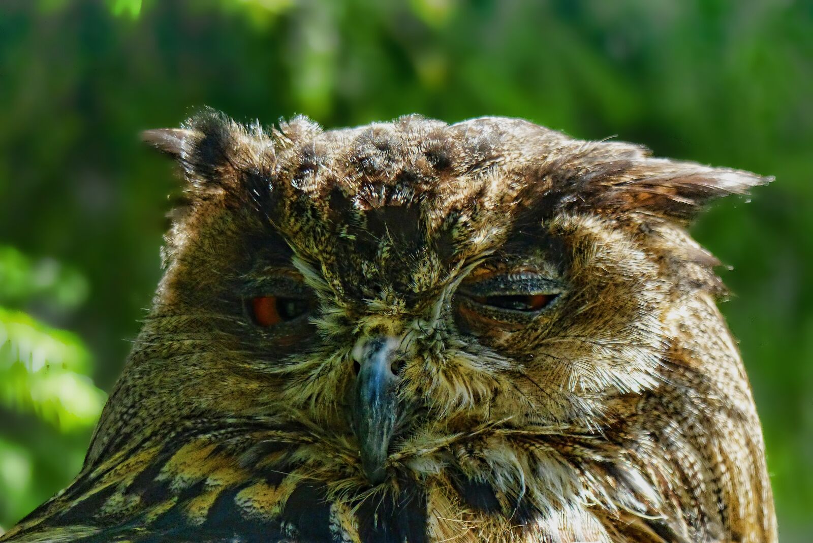 Panasonic Lumix DMC-FZ200 sample photo. Nature, animal world, bird photography
