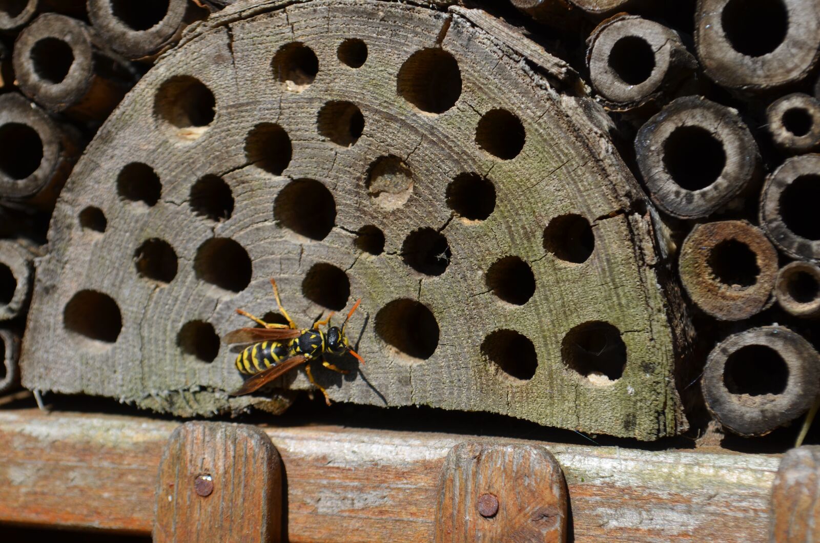 Nikon D5100 sample photo. Wasp, close up, animal photography