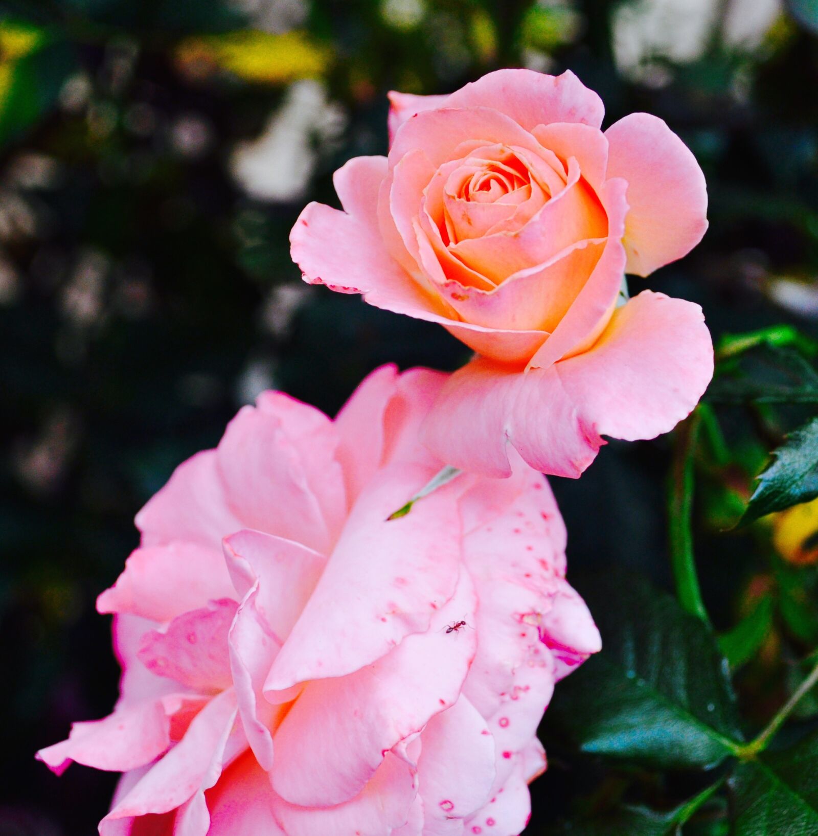 Nikon D5000 sample photo. Rose, pink, flower photography