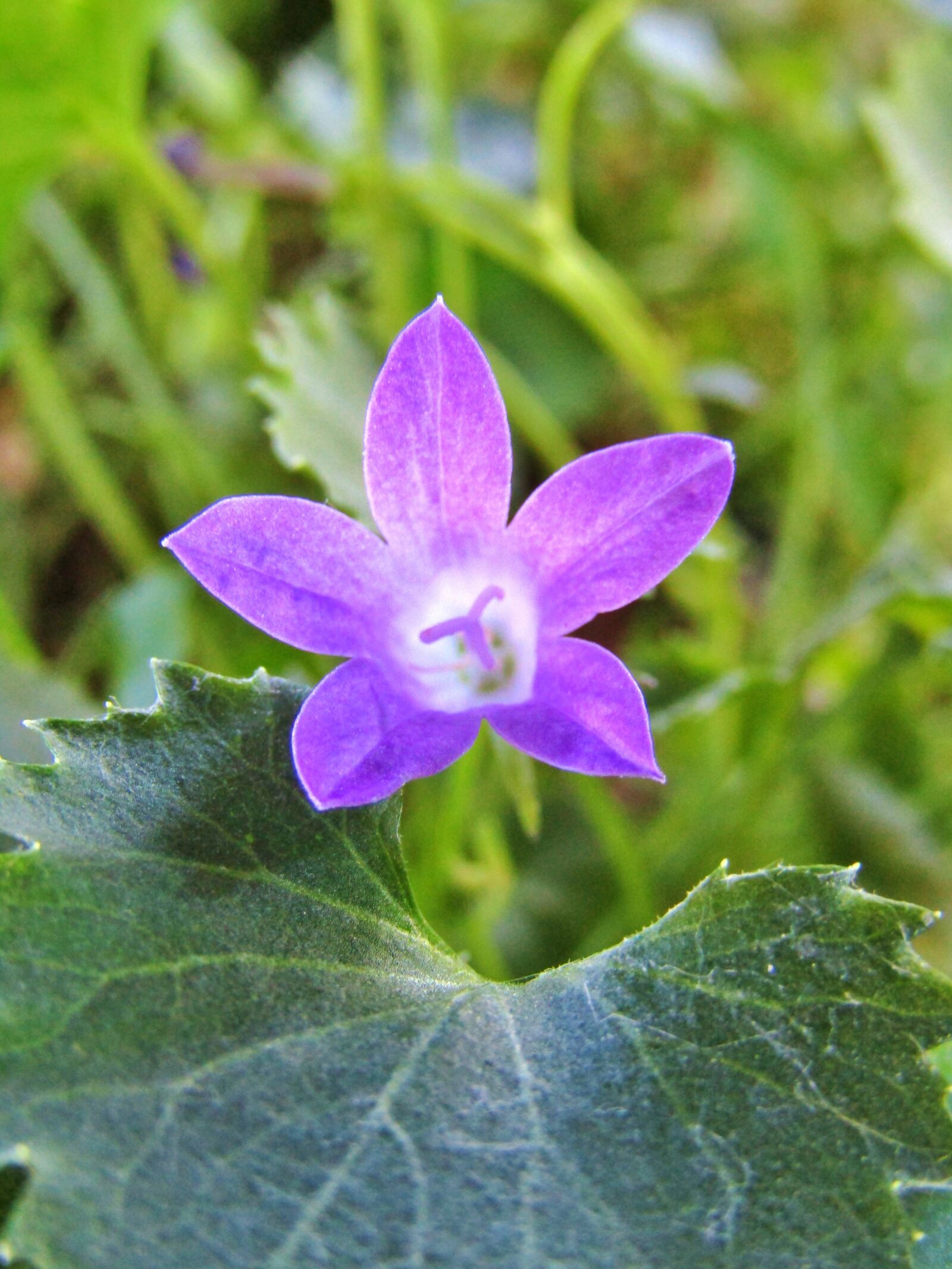 Canon POWERSHOT SX432 IS sample photo. Bellflower, campanula, purple photography
