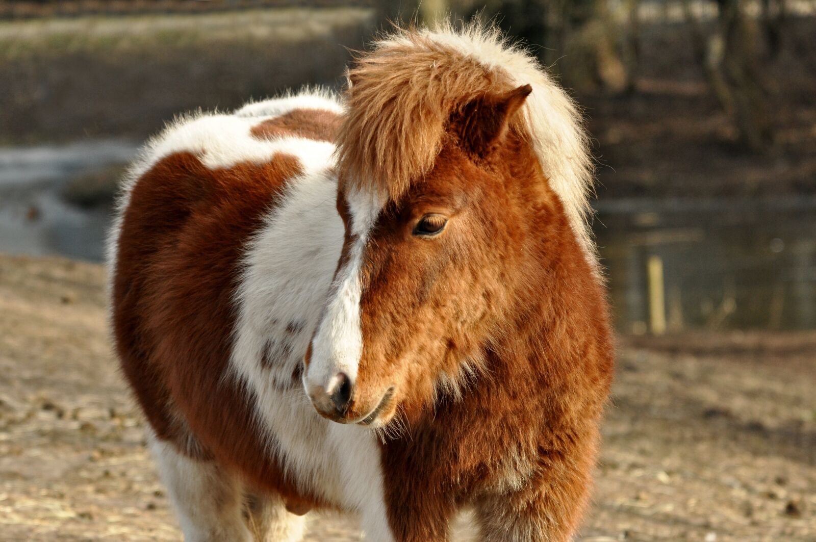 Nikon D90 sample photo. Shetland pony, horse, pony photography