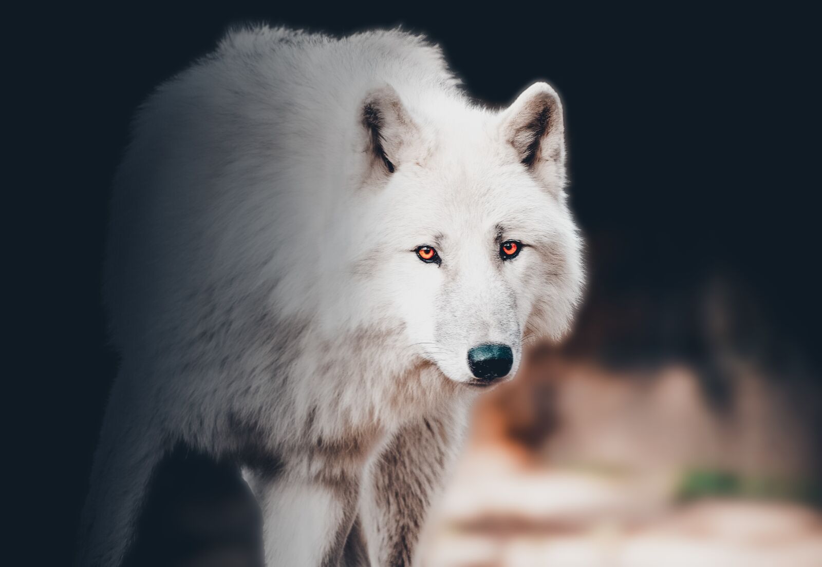 Pentax K-30 sample photo. Wolf, animal, wild photography