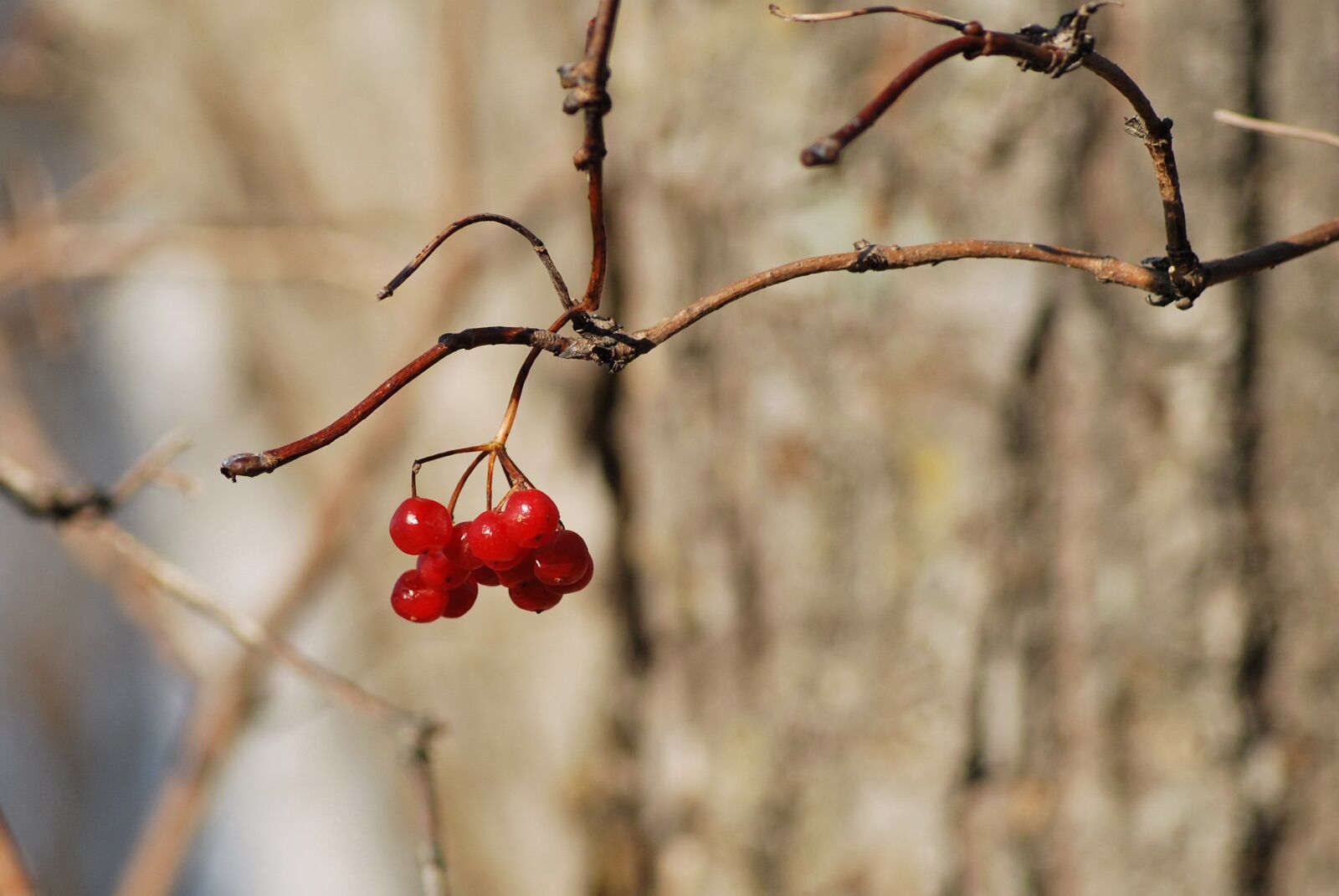 Nikon D60 sample photo. Mountain ash, bunch, viburnum photography