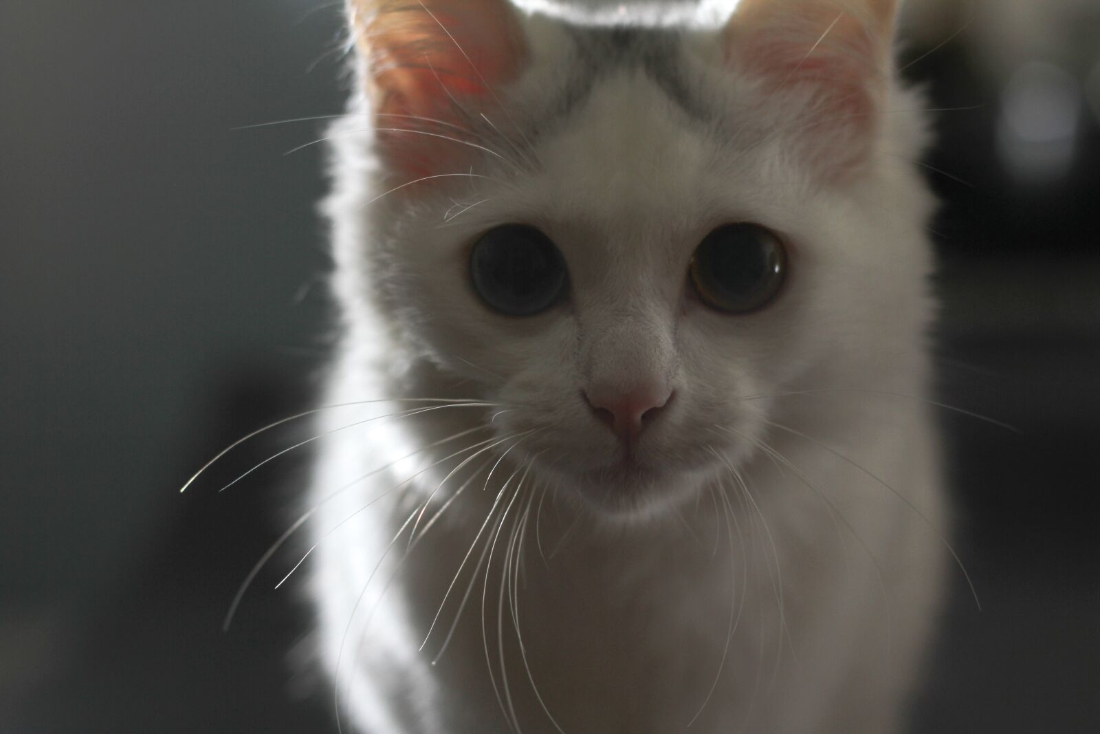 Canon EOS 7D + Canon EF 50mm F1.8 II sample photo. Cat, black, silhouette photography