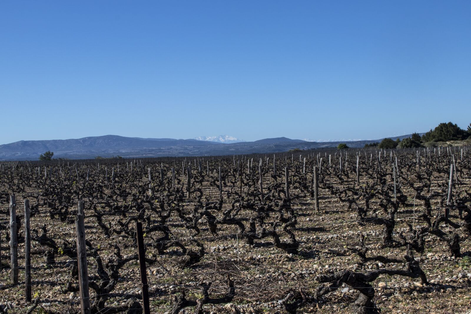 Canon EOS 80D sample photo. Vineyard, france, winery photography