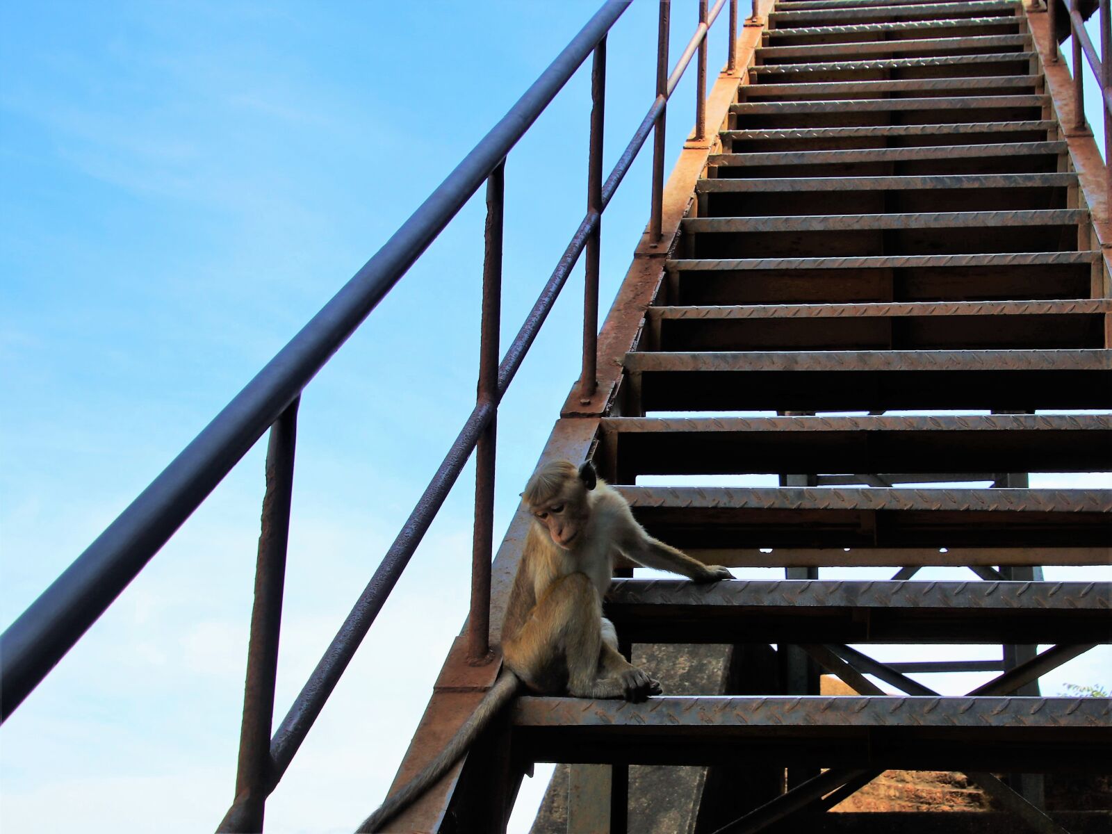 Canon EOS 80D sample photo. Monkey, animal, stairs photography