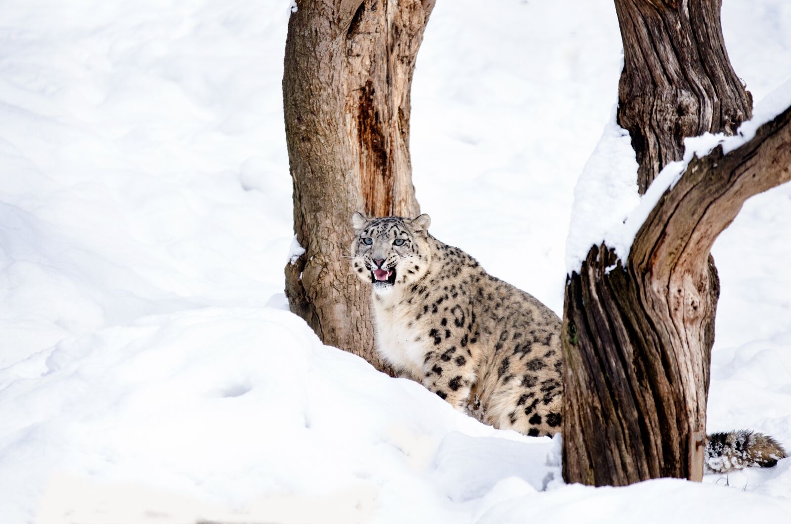 Nikon D5100 sample photo. Snow leopard, big cat photography