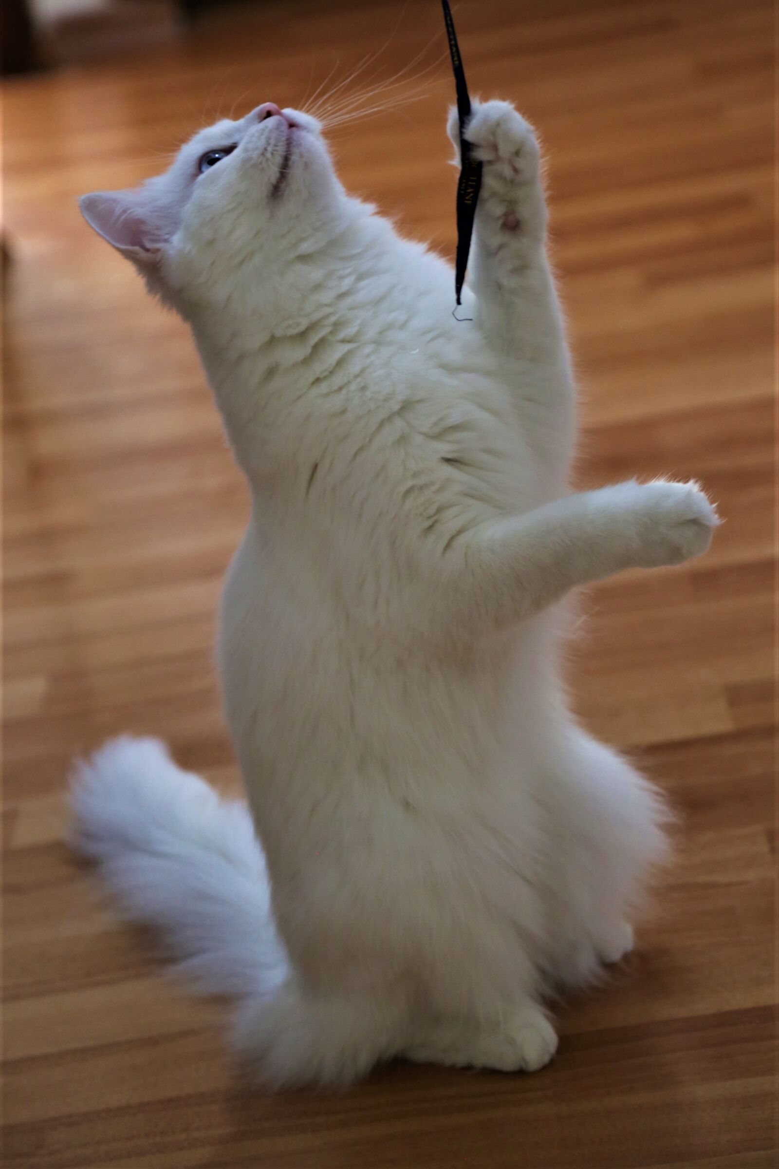 Canon EOS 5D Mark III sample photo. Cat, animal, cute photography