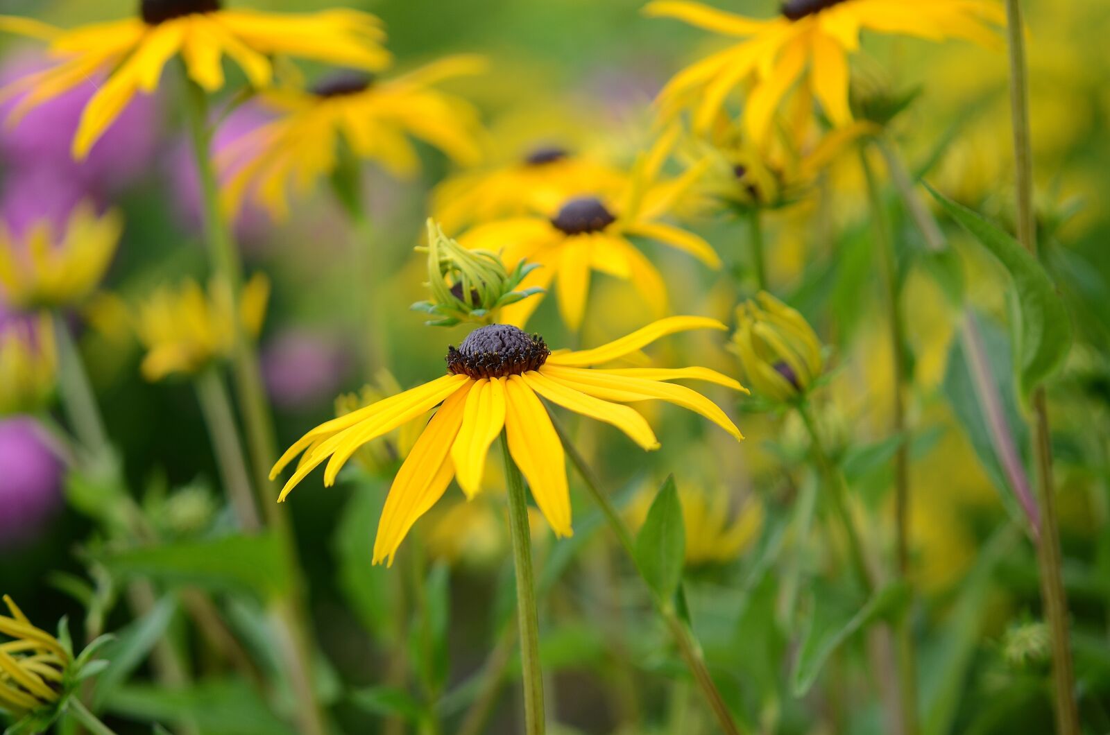 Nikon D7000 sample photo. Flower, natur, spring photography