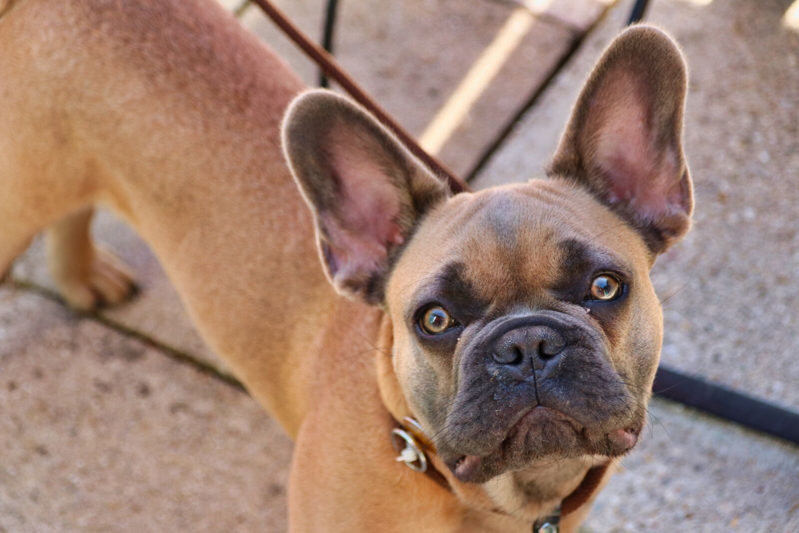 Canon EOS 80D sample photo. Dog, look, canine photography