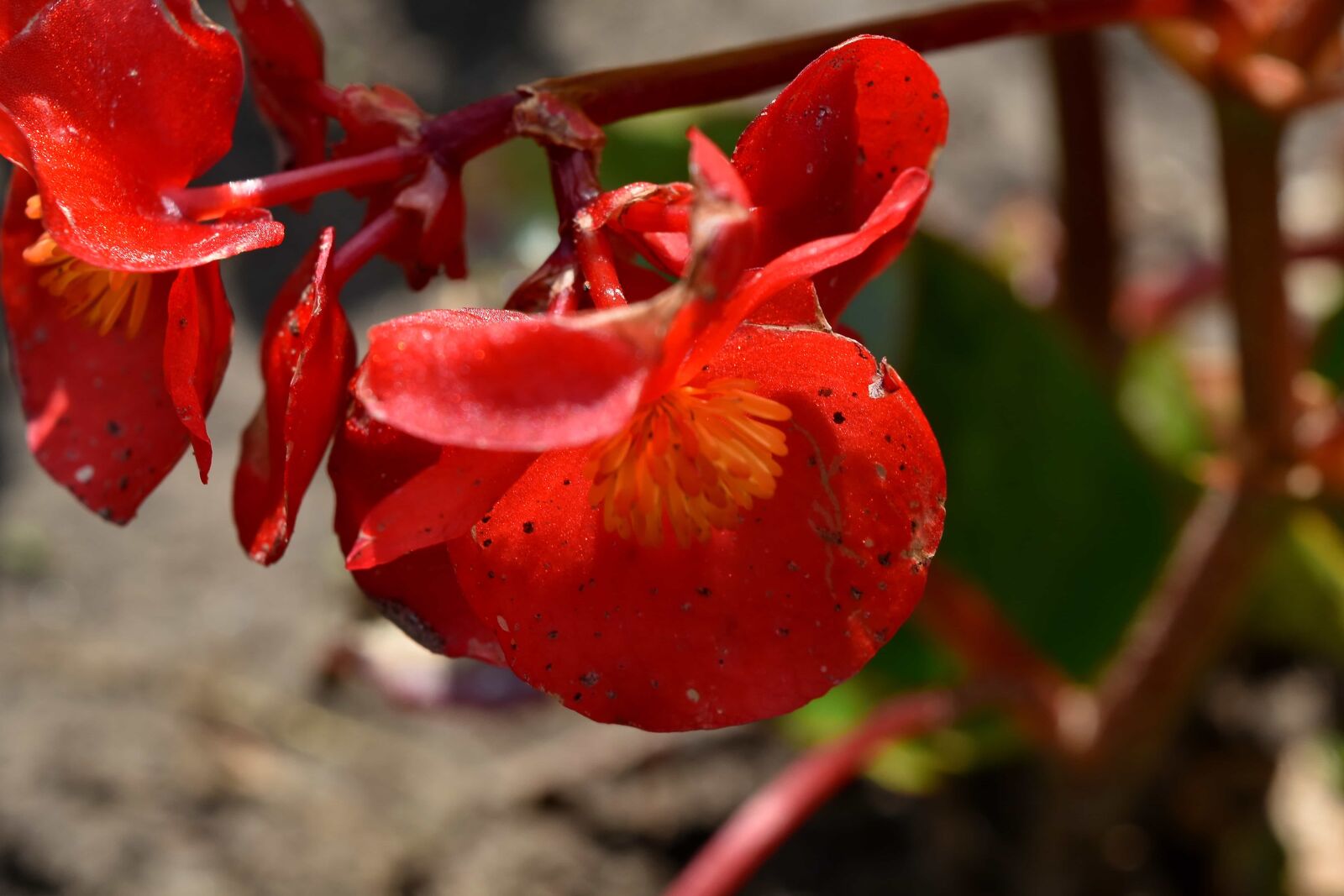 Nikon D5500 sample photo. Endemic, horticulture, plant, shrub photography