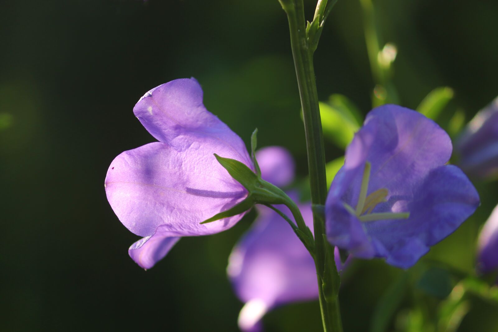 Canon EOS 200D (EOS Rebel SL2 / EOS Kiss X9) sample photo. Campanula, bellflower, violet photography