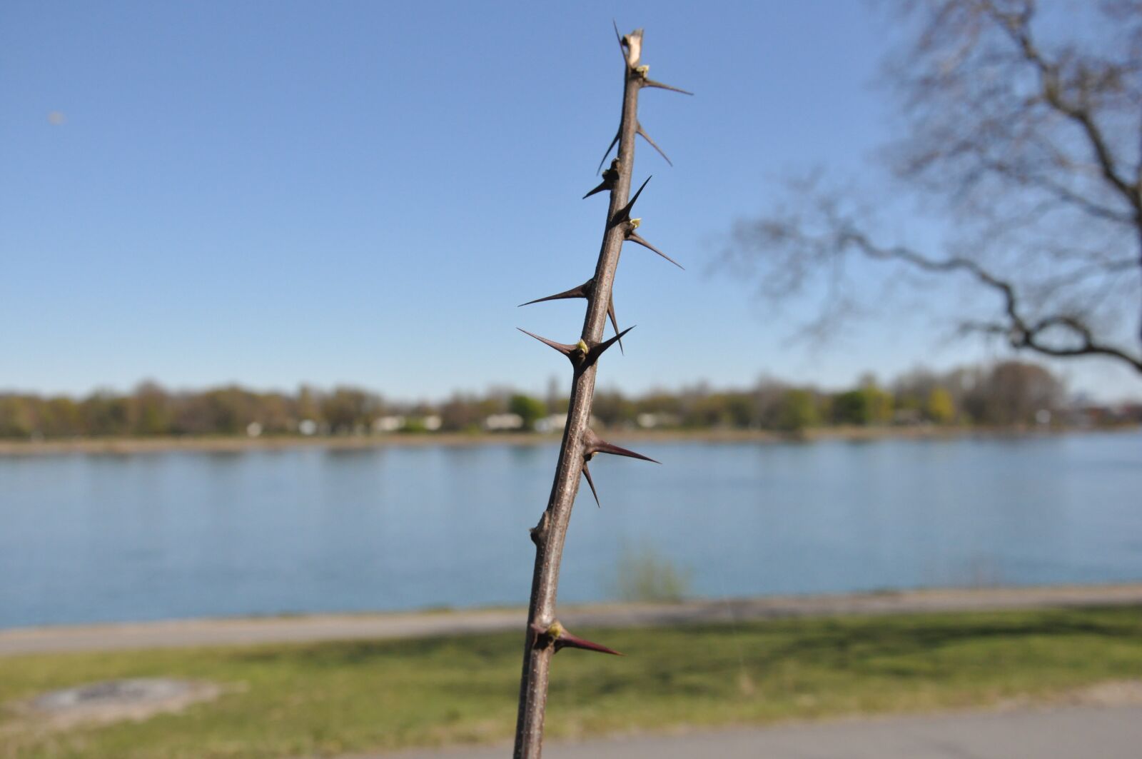Nikon D90 sample photo. Thorns, rhine, spring awakening photography