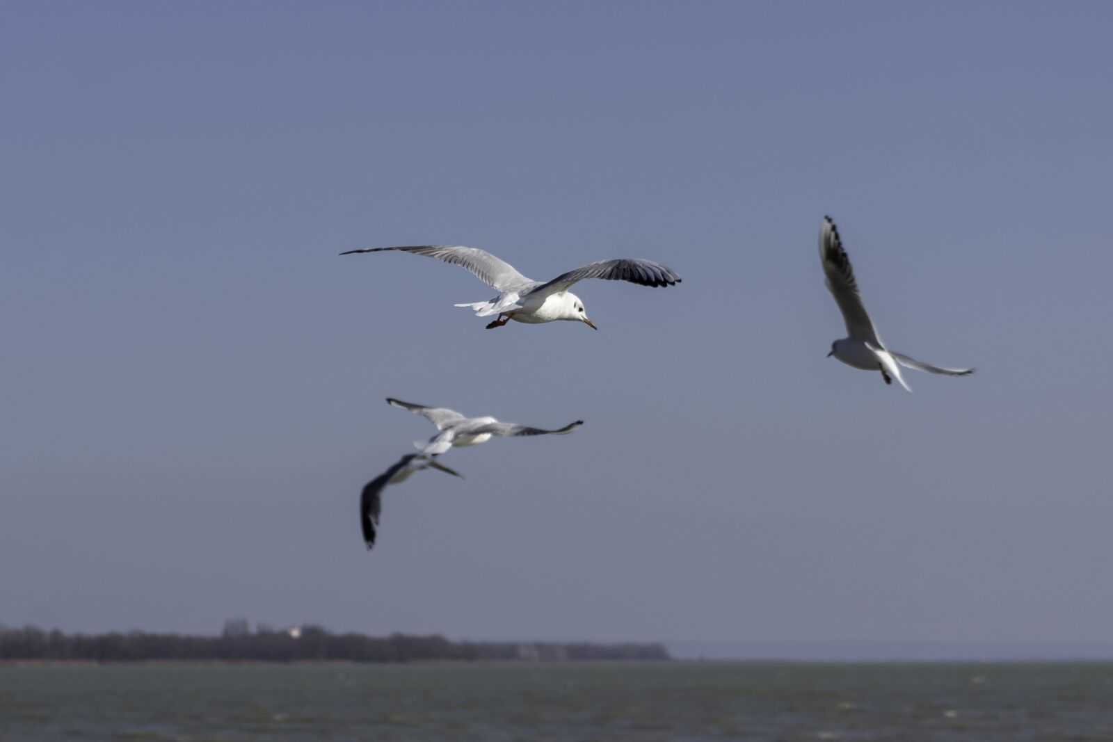 Canon EF75-300mm f/4-5.6 sample photo. Seagull, bird, water bird photography