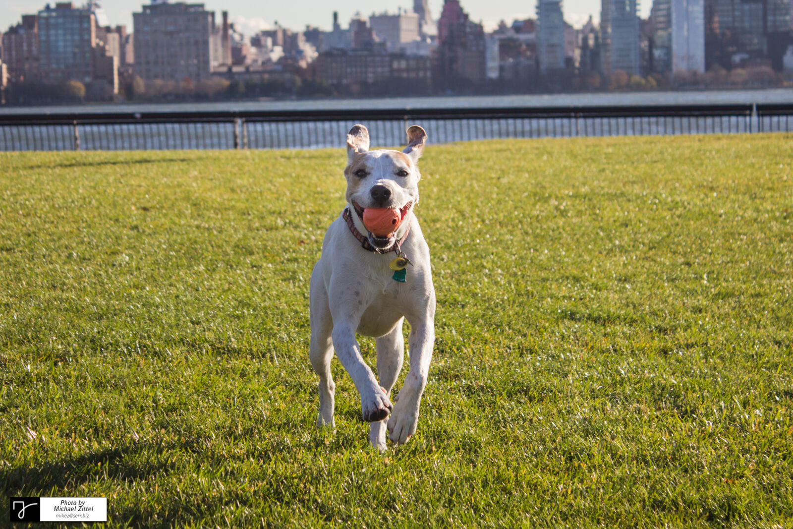 Canon EOS 600D (Rebel EOS T3i / EOS Kiss X5) sample photo. Dog, on, grass photography