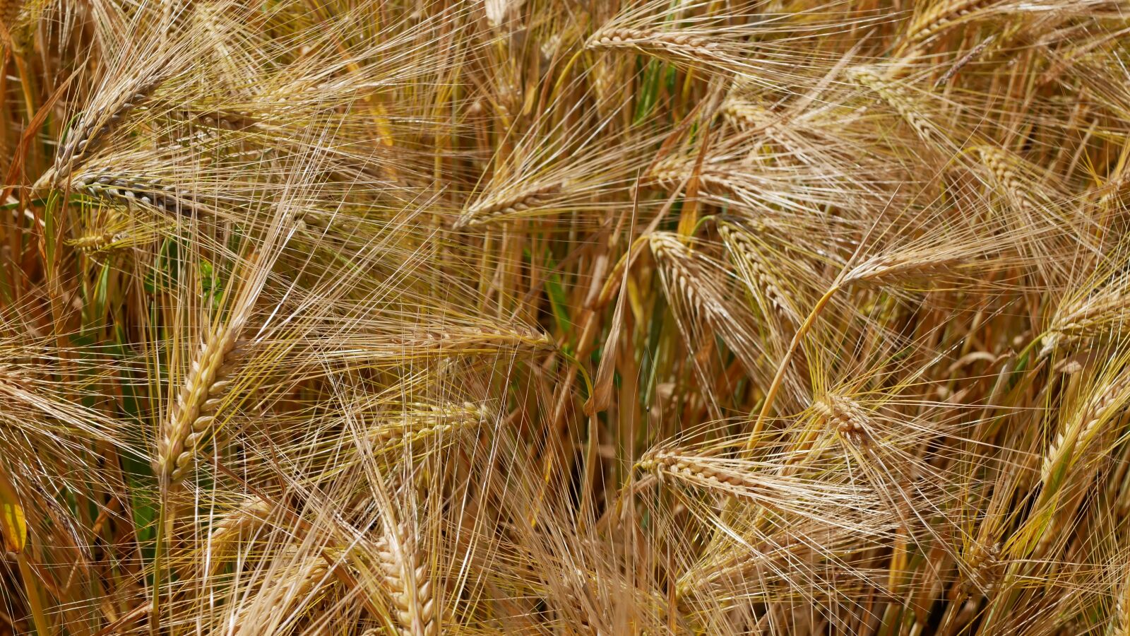 Panasonic Lumix DMC-GX85 (Lumix DMC-GX80 / Lumix DMC-GX7 Mark II) sample photo. Barley, agriculture, grain photography