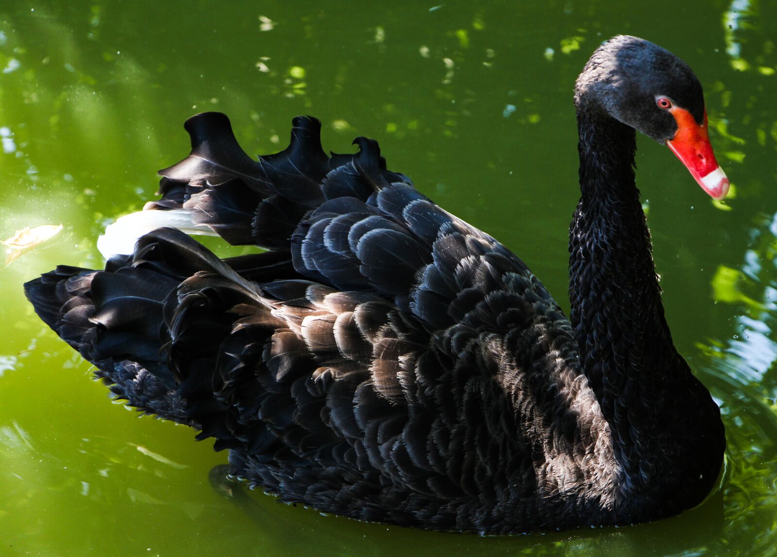 Canon EOS 650D (EOS Rebel T4i / EOS Kiss X6i) sample photo. Swan, rate, the gang photography
