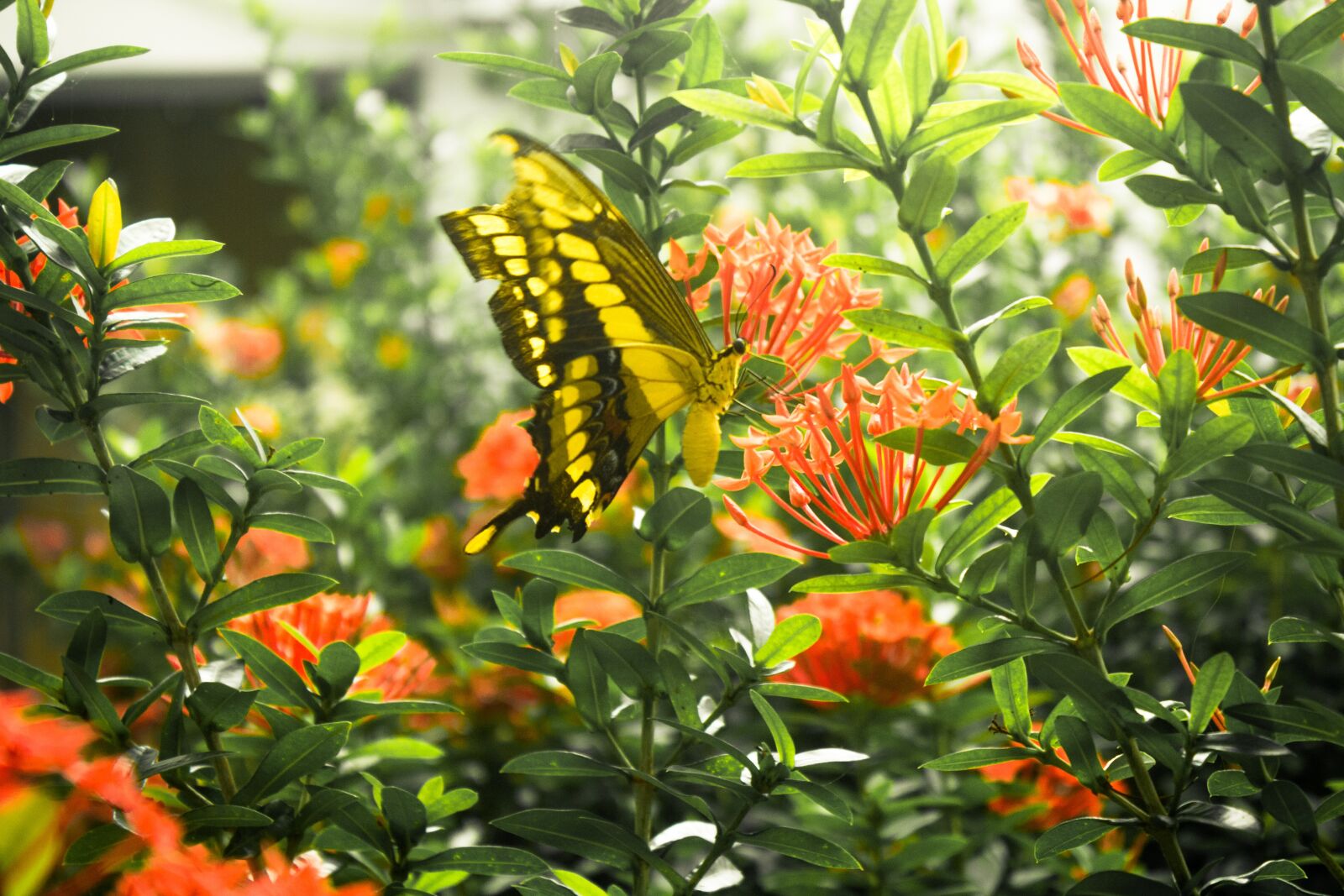 Canon EF-S 18-55mm F3.5-5.6 IS sample photo. Butterfly amarelo, borboleta, jardim photography