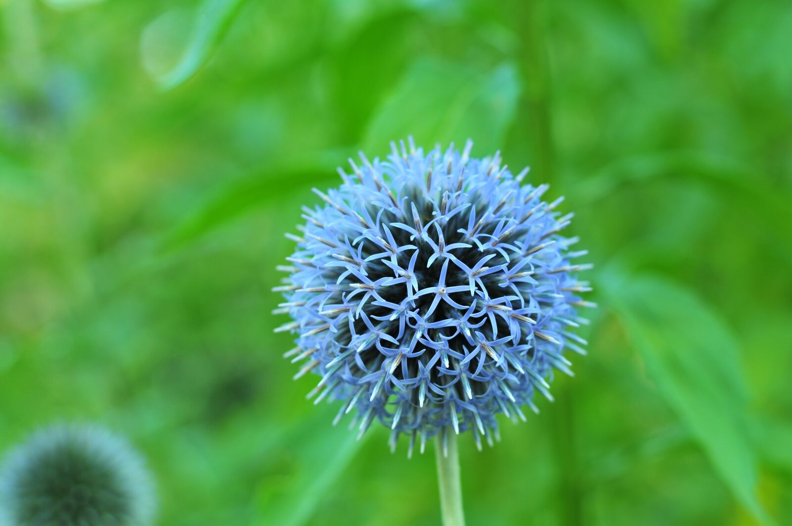 Nikon D300 sample photo. Purple, violet, round photography